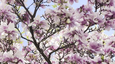 Magnolia blossoms full bloom spring 4K Dolby Vision HDR video Stock-Footage 332350677