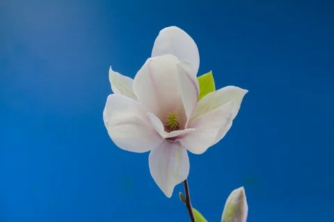 Magnolia bluescreen opening bud  Stock Footage 84877794