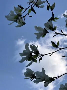 Magnolia branch bud tree on spring day Фото