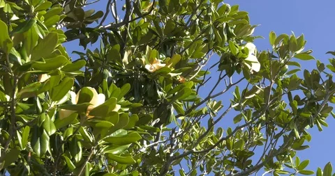 Magnolia branches in bloom Stock Footage 94339401