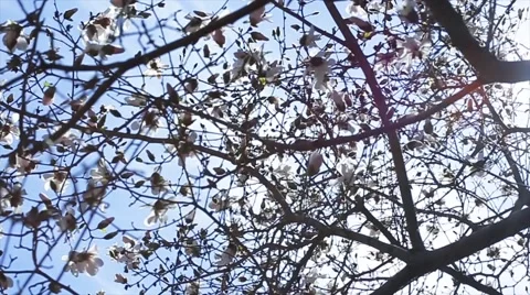 Magnolia Branches Stock Footage 51891871