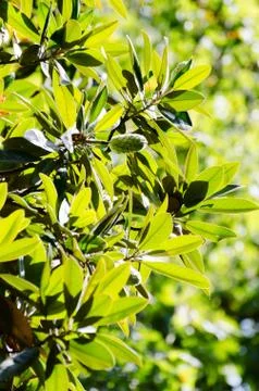 Magnolia branches with fruit Stock Photos
