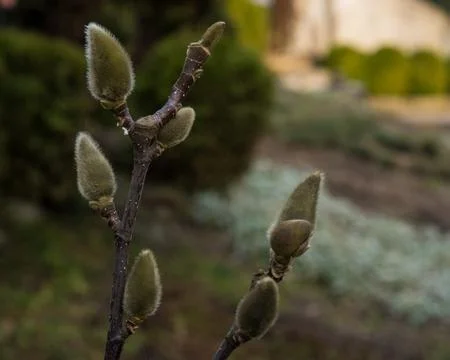 Magnolia buds preparing for spring bloom. Stock Photos