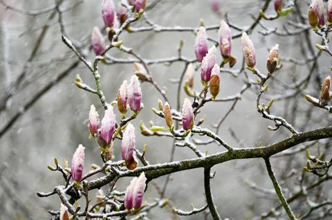 Magnolia buds with snow Stock Photos