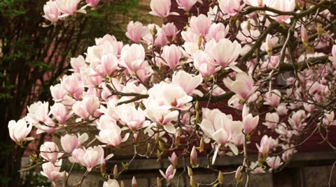 Magnolia diagonal pan Stock Footage 30441313