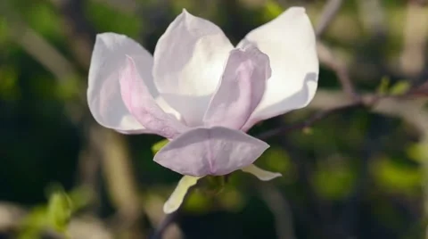 Magnolia flower blooming in springtime. Stock Footage 42957367