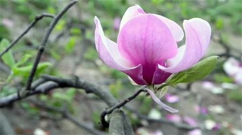 Magnolia flower blooming in springtime.  Stock Footage 63554512