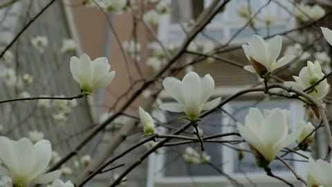 The Magnolia flower with branches Stock Footage 107494476