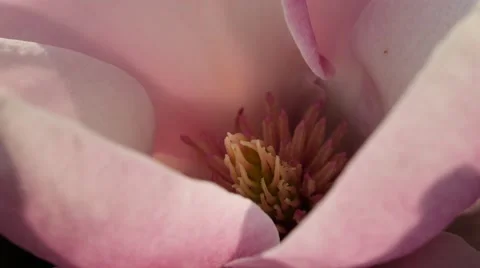 Magnolia flower close up Stock Footage 49060130