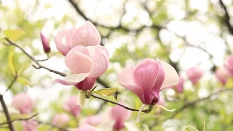 Magnolia flower, close-up Stock Footage 272467136