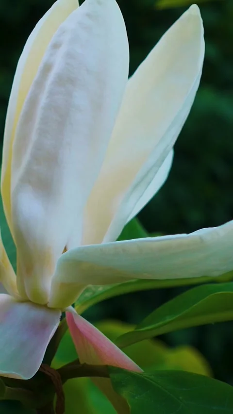Magnolia flower close-up in the park in spring. Stock Footage 335456547