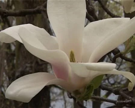 Magnolia flower Stock Footage 10856070