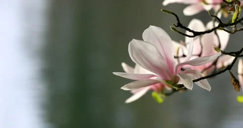Magnolia Flower Stock Footage 203001773