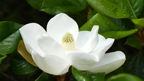 Magnolia Flower 動画素材 242946142