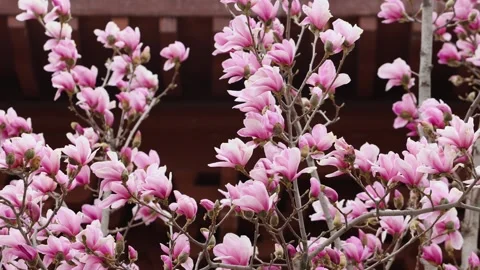 Magnolia flower 库存影片 343523015
