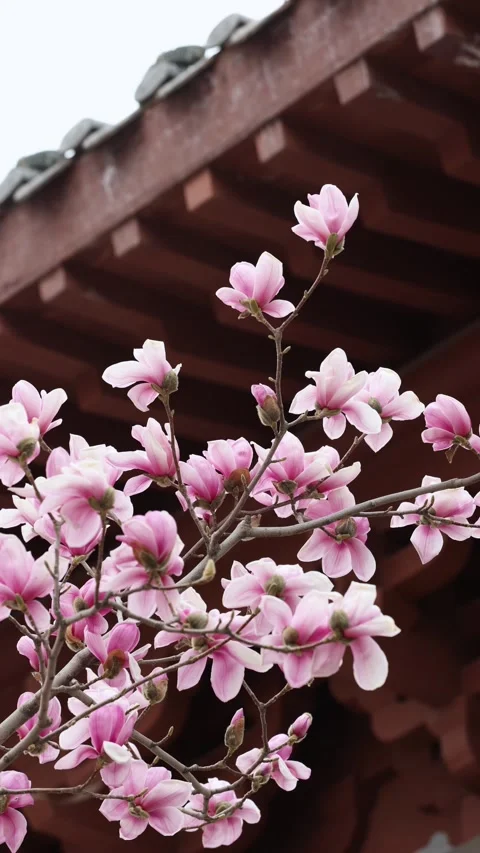 Magnolia flower Video stock 343523660