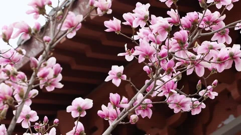 Magnolia flower Stock-Footage 343523825