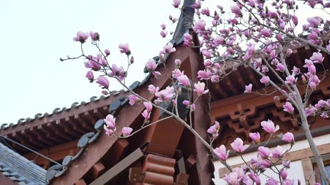 Magnolia flower Видео 343525771