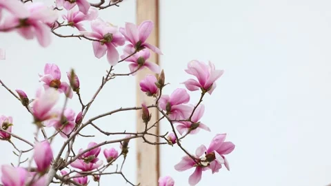 Magnolia flower Stock Footage 343527594
