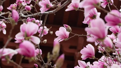 Magnolia flower Stock Footage 343527727