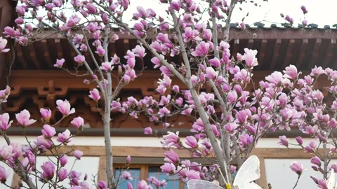 Magnolia flower Video stock 343528097