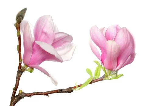 Magnolia flower Stock Photos