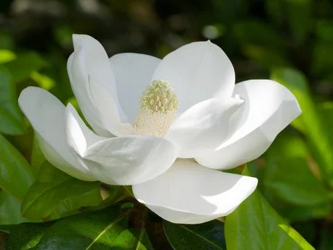 Magnolia Flower Foto stock