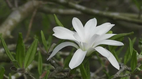 Magnolia Flower in Spring Stock-Footage 50294086