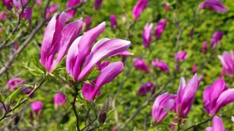 Magnolia flower in spring Stock Footage 59871279