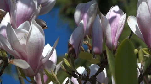 Magnolia Flowers - 12 - Close - Windy - Loop Stock Footage