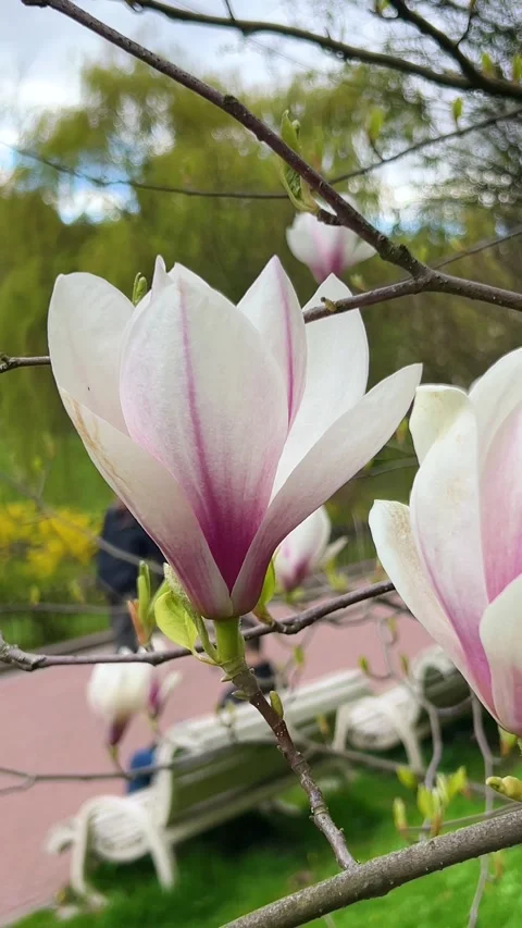 	Magnolia flowers bloom on branches. Spring blossom in the garden. 스톡 동영상 333631442