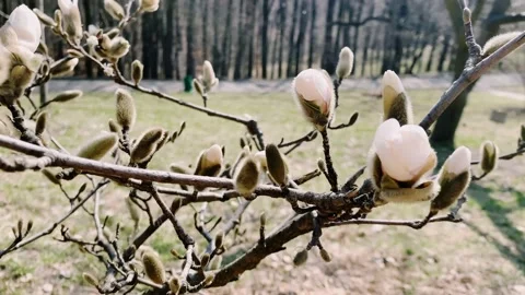 Magnolia flowers bloom in spring on tree branches close-up Vídeos de archivo 151750762