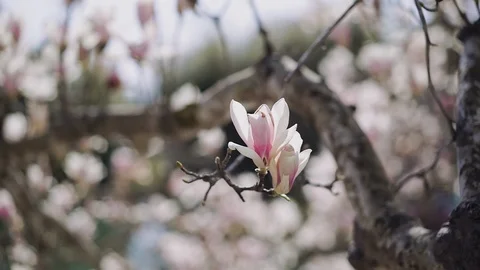 Magnolia flowers in a close-up 스톡 동영상 113995205