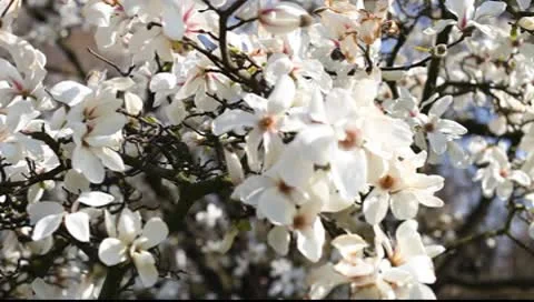 Magnolia flowers Video stock 10600200