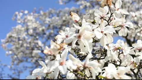 Magnolia flowers Видео 10600202