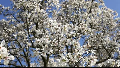 Magnolia flowers Video stock 10600208