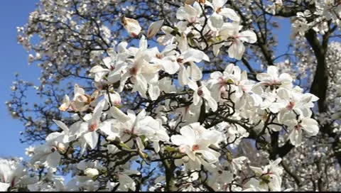 Magnolia flowers 스톡 동영상 10600209
