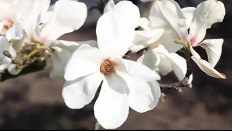 Magnolia flowers 스톡 동영상 10600212