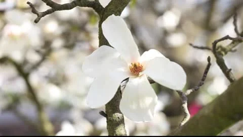Magnolia flowers Video stock 10600213