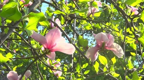 Magnolia flowers Stock Footage 59874313