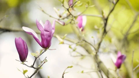 Magnolia Flowers Stock Footage 88461808