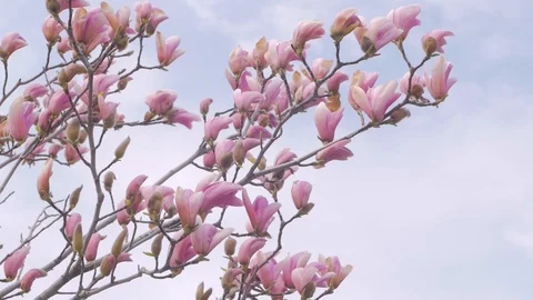 Magnolia flowers Stock Footage 108452595