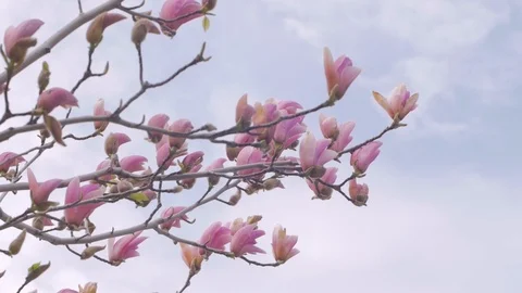 Magnolia flowers Stock Footage 108452608