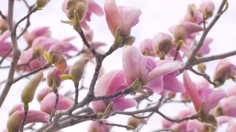 Magnolia flowers Stock Footage 108452610