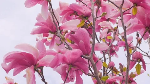 Magnolia flowers Stock Footage 108452622