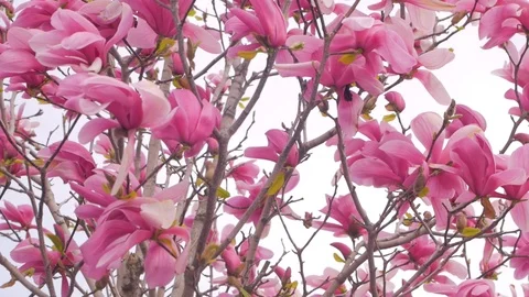Magnolia flowers Stock Footage 108452630