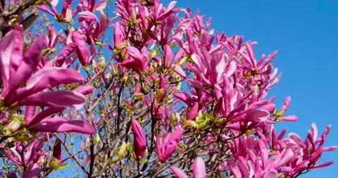 Magnolia flowers Stock Footage 194385311