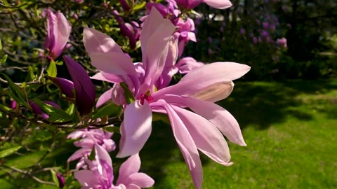 Magnolia flowers Stock Footage 242941144