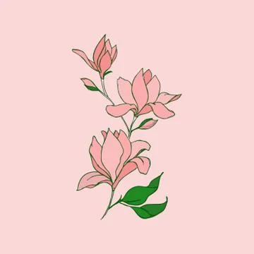 Magnolia flowers with a linear pattern on a pink background. Stockillustratie