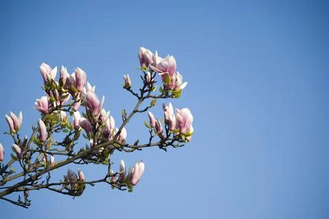 Magnolia flowers Stock Photos